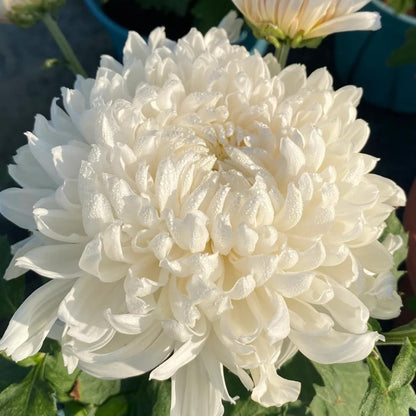 🌺Kwiat Elegancji🌼Gigantyczne Nasiona Chryzantemy