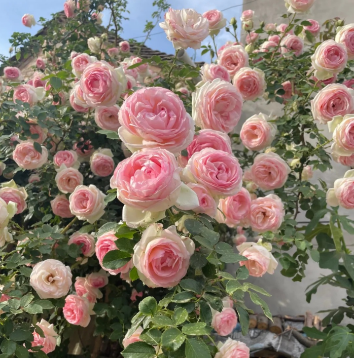 🌈 Róże pnące najwyższej jakości 🌹 Szybko rosnące, łatwe w pielęgnacji i bardzo pachnące ✨ Idealne do każdego ogrodu