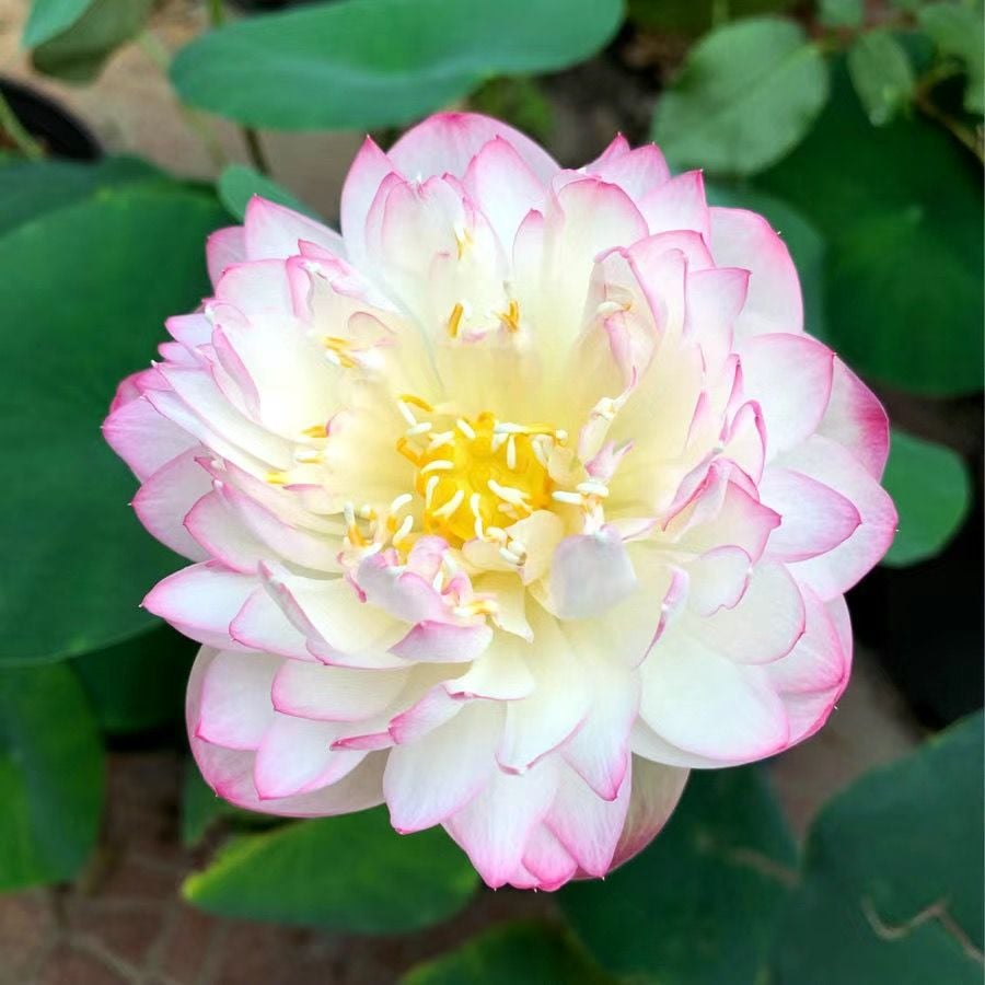 💐Święta misa do bonsai - kwiat lotosu