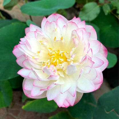 💐Święta misa do bonsai - kwiat lotosu