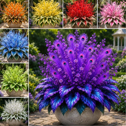 🔥 Oszczędź 50%🦚Cebulki funkii Peacock Flame – bujne rośliny lubiące cień do ogrodu i domu