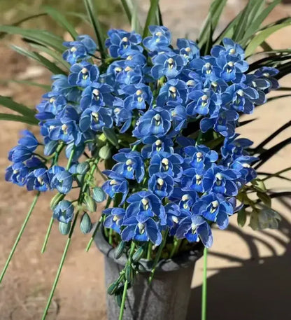 👑 Królowa Orchidei – Długowieczne Cebule Cymbidium