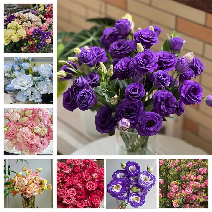 🔥Ostatni dzień wyprzedaży💝Eustoma Thornless Rose💐Lisianthus Seeds