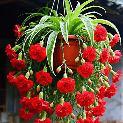 Nasiona/cebulki rośliny pająka Grand Bloom 💐 Wiszące arcydzieło natury pełne koloru i wdzięku