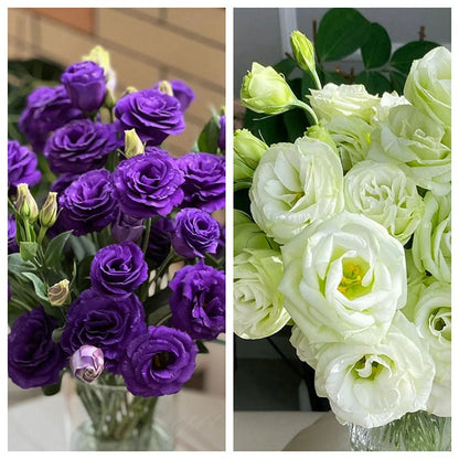 🔥Ostatni dzień wyprzedaży💝Eustoma Thornless Rose💐Lisianthus Seeds
