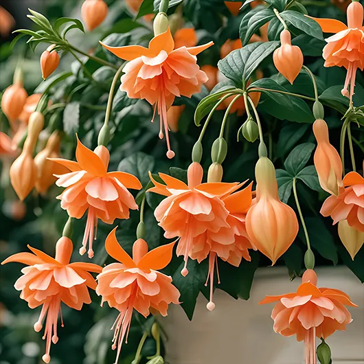 🌺Nasiona fuksji - Kwiat latarniowy