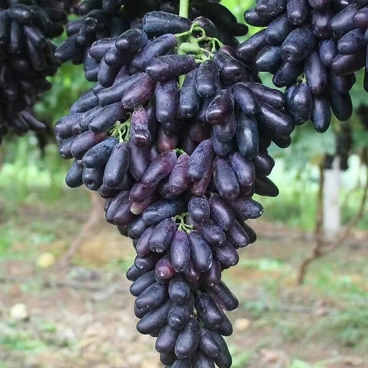 🔥 OSTATNI DZIEŃ PROMOCJI - 30% ZNIŻKI 💜 Winogrona Sweet Sapphire (rzadkie winogrona palczaste) 🍇
