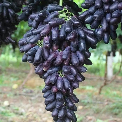 🔥 OSTATNI DZIEŃ PROMOCJI - 30% ZNIŻKI 💜 Winogrona Sweet Sapphire (rzadkie winogrona palczaste) 🍇