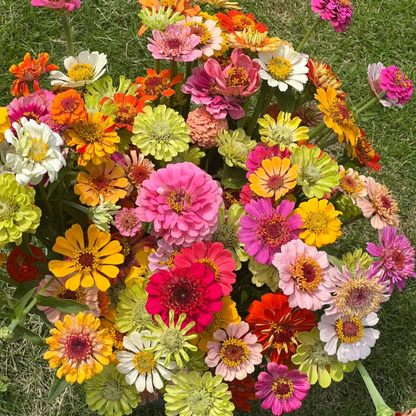 🌺Nasiona podwójnej cyni w mieszanych kolorach