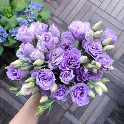 🔥Ostatni dzień wyprzedaży💝Eustoma Thornless Rose💐Lisianthus Seeds