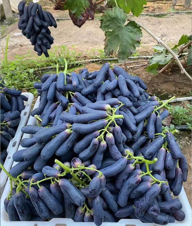 🔥 OSTATNI DZIEŃ PROMOCJI - 30% ZNIŻKI 💜 Winogrona Sweet Sapphire (rzadkie winogrona palczaste) 🍇