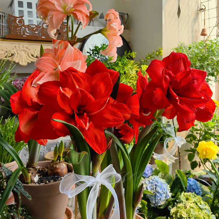 Cebulki amarylisów o podwójnych kwiatach🌼