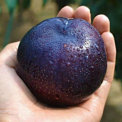 Wysokowydajna kolekcja śliwek heirloom – Twój prywatny sukces sadowniczy zaczyna się tutaj