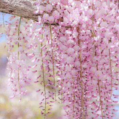 🌸Nasiona glicynii – kaskadowe piękno ogrodu przez cały rok💗