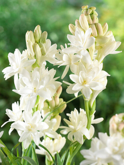 Tuberoza podwójna 🌸- Duży kwiat cebulowy