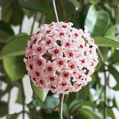 ✨Cebule Hoya – gwiazdy spadające z nieba✨