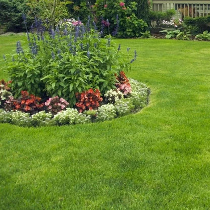 🌱 Nasiona trawy karłowatej Four Seasons Evergreen | Stwórz swój idealny trawnik, zaczynając tutaj!