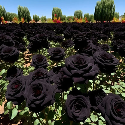 Nasiona Black Knight Velvet Rose🖤