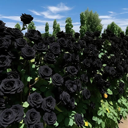 Nasiona Black Knight Velvet Rose🖤