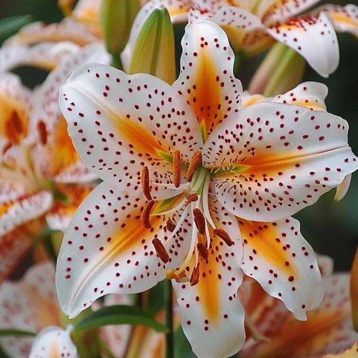 👉 Luksusowe tęczowe cebule lilii — rzadkie wielokolorowe kwiaty