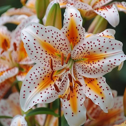 👉 Luksusowe tęczowe cebule lilii — rzadkie wielokolorowe kwiaty