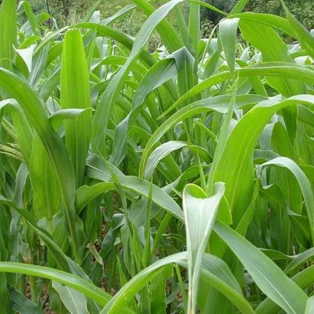 🌿Hybrydowa odmiana sorgo-trawa sudańska✅Wysokopudowne nasiona paszowe