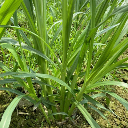 🌿Hybrydowa odmiana sorgo-trawa sudańska✅Wysokopudowne nasiona paszowe