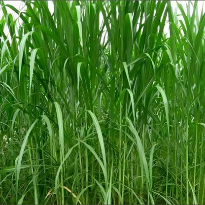 🌿Hybrydowa odmiana sorgo-trawa sudańska✅Wysokopudowne nasiona paszowe