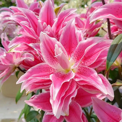 🌺Perfumowane cebulki lilii – świeże i słodkie