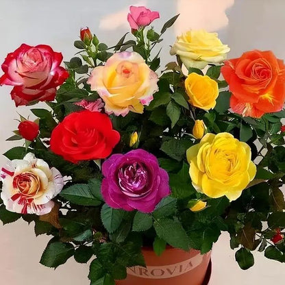🔥GORĄCA WYPRZEDAŻ - 50% TANIEJ🔥Nasiona róż w różnych kolorach💐