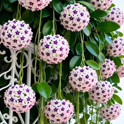 ✨Cebule Hoya – gwiazdy spadające z nieba✨