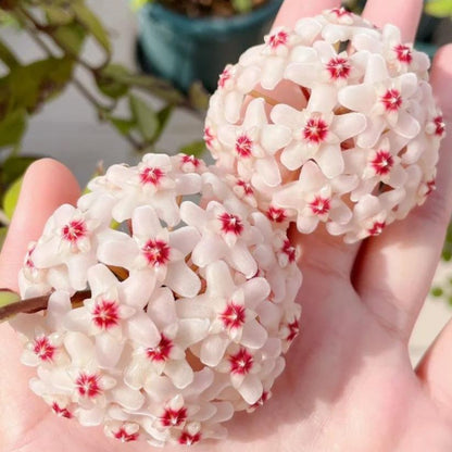 ✨Cebule Hoya – gwiazdy spadające z nieba✨