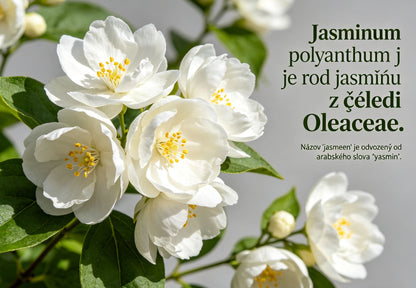 Podwójne nasiona jaśminu