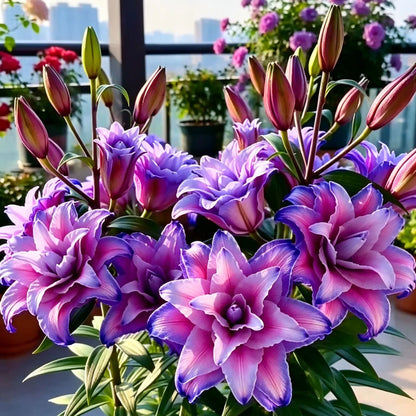 Czarna Magia Lilia🌺Perfumowane Cebulki Lilii – Świeże i Słodkie