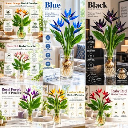 🕊️ Hydroponic Bird of Paradise Starter – Tropical Water-Grown Indoor Plant 💧🌱