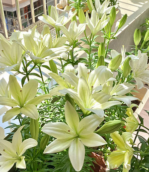 Czarna Magia Lilia🌺Perfumowane Cebulki Lilii – Świeże i Słodkie