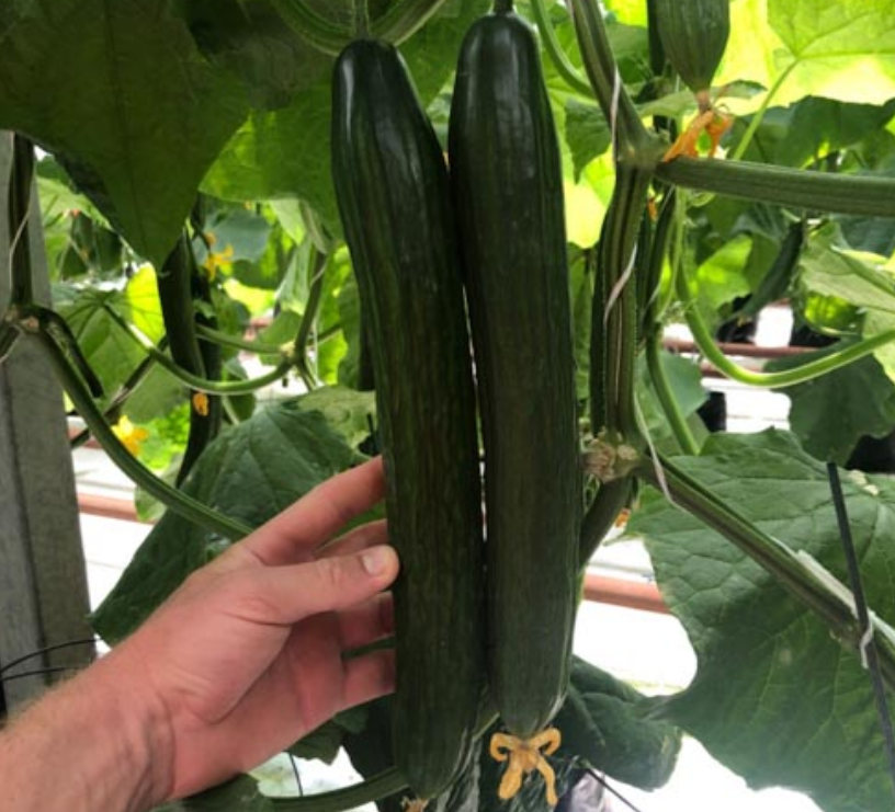 Nasiona ogórka F1 Superfruit Cluster o wysokiej wydajności