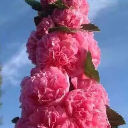 🌸Kwitnące nasiona malwy wieloletniej🌸