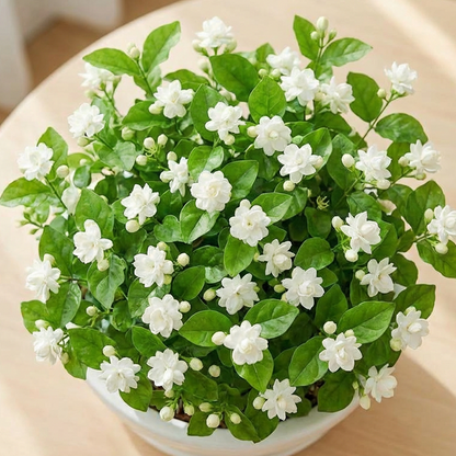✨🌸 Nasiona jaśminu (z nawozem): aromatyczne i łatwe w uprawie🍃