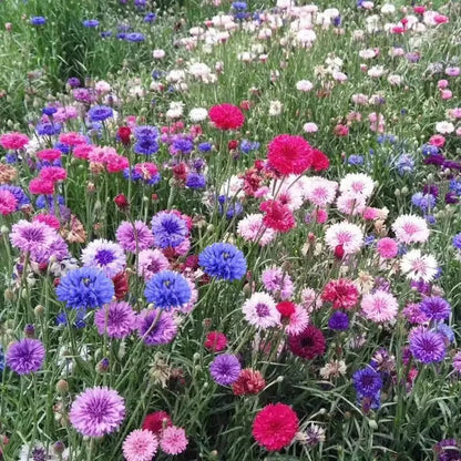 🌼 Nasiona chabra bławatka kwitnące przez cały rok – prawdziwa roślina 🏡✨